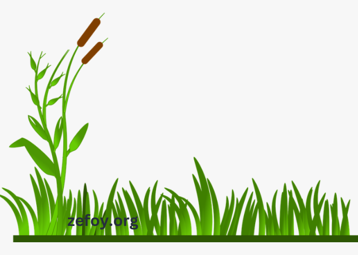 clipart254b5v0-neu= grass