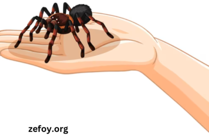 Clipart4zey3mcy6zw= Spider